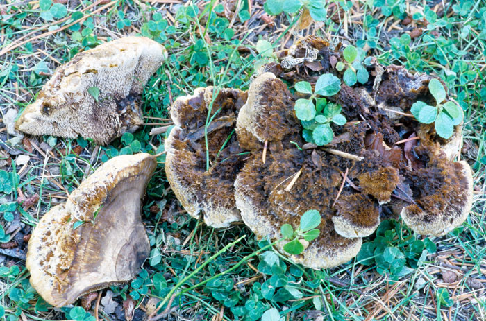 Hydnellum mirabile